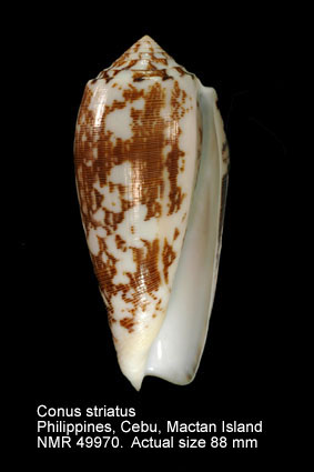Conus striatus.jpg - Conus striatusLinnaeus,1758